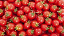 Fresh Cherry Tomato , Dehydrated Tomatoe PAste, Plum,,,/