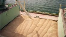 Milling Wheat protein 12.50
