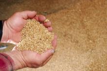 Durum Wheat DAP China