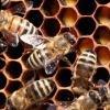 Bee venom