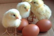 Cheap cobb 308 Broiler eggs