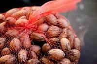 Raw Pecan Nuts for SALE