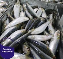 2018 frozen pacific mackerel,scomber japonicus
