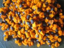 Strelitzia reginae Seeds