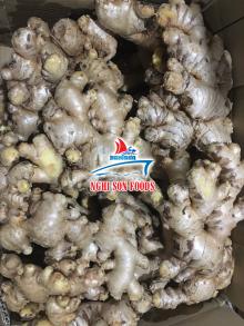 VIETNAM FRESH GINGER