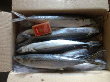 Frozen spanish mackerel 500-750g