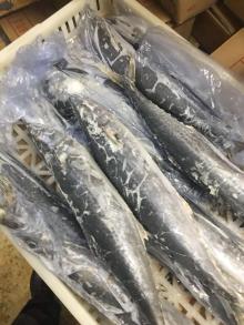 Frozen spanish mackerel 750-1000g