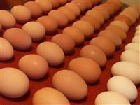 Chicken fresh table eggs
