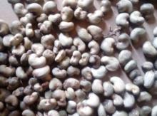 Raw Cashew Nut In Shell