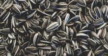Sun Flower  Seed s