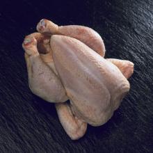  FROZEN   CHICKEN   Broiler 