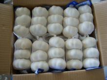 Garlic Pure White (Fresh)