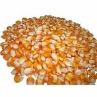 Yellow and White Corn