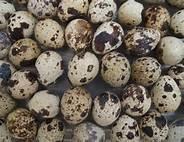 Fertile Quail Eggs/ Quail chicks