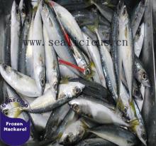 frozen pacific mackerel,scomber japonicus