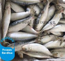 2018 frozen sardine light catching landfrozen