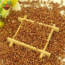 2017 non-gmo organic glutinous red sorghum sticky sorghum