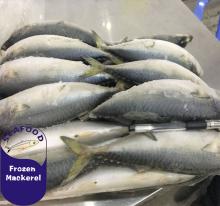 frozen 400-600g  pacific   mackerel  landfrozen  new  stock