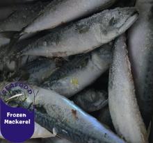 new stock good frozen pacific mackerel fish with lower price