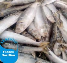  new  arrival wholesale frozen  sardine  for bait