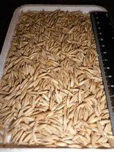 Oats  in  bulk 