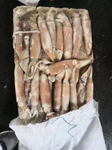 frozen squid WR 200-300g Tordarodes Pacificus