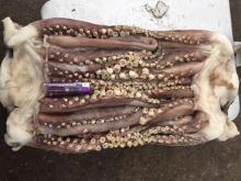 Peru squid tentacles