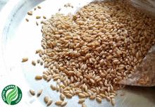 Organic Hard White Wheat FOB Novorossiysk, Russia