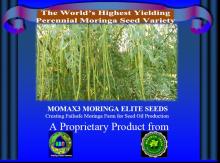 Momax3 Moringa Perennial Seed For  Plantation  For Seed