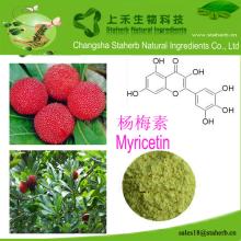 Cheap price Bayberry bark extract,Myricetin, liver   protect 