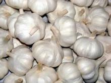 White Organic Garlic