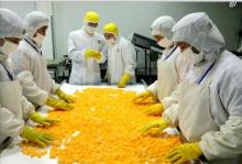 IQF frozen mandarin orange fruit