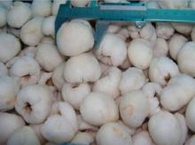 Delicious IQF Frozen Lychee