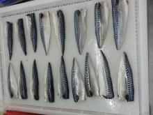 frozen  atlantic  mackerel fillet