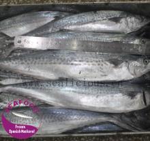 frozen spanish mackerel IQF 500g up scomberomorus niphonlus
