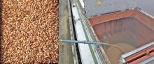  Feed   Barley  FOB Black Sea