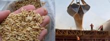 Oats FOB Black Sea