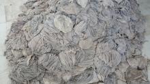 Salted Omasum