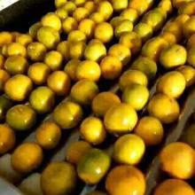 Fresh Mandarin Orange