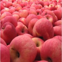 Fresh Fuji Apple