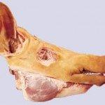 Grade A Frozen Pork Heart, Frozen ,Pork Feet