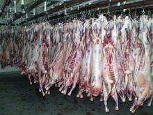 Halal Fresh / Chilled / Frozen Goat Carcass, Sheep, Mutton, Beef and buffalo for saleBufallo