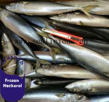 frozen whole round pacific mackerel light catch fish