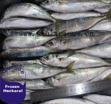  frozen   round   scad  mackerel fish WR
