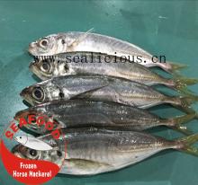 frozen horse mackerel fish (jack/horse/pacific/atlantic)