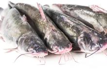 Catfish