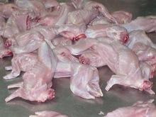 Frozen  Rabbit   meat  for sale