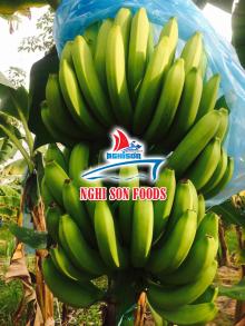 FRESH CAVENDISH BANANA
