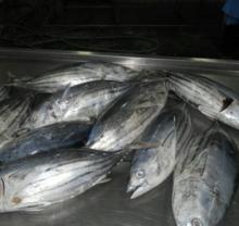 Skip   Jack   Tuna 