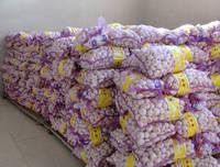 New Fresh White Garlic Wholesale Price